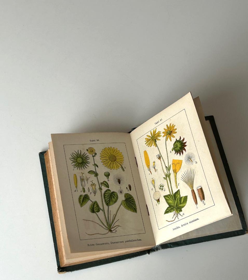 １９０５年　石版印刷　ボタニカル　植物解剖図　植物図鑑　アンティーク