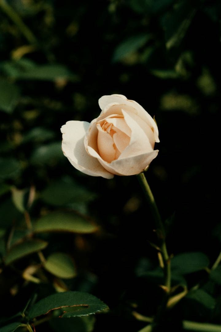 Carl Zeiss Makro-Planar 60mm F2.8 C 作例あり