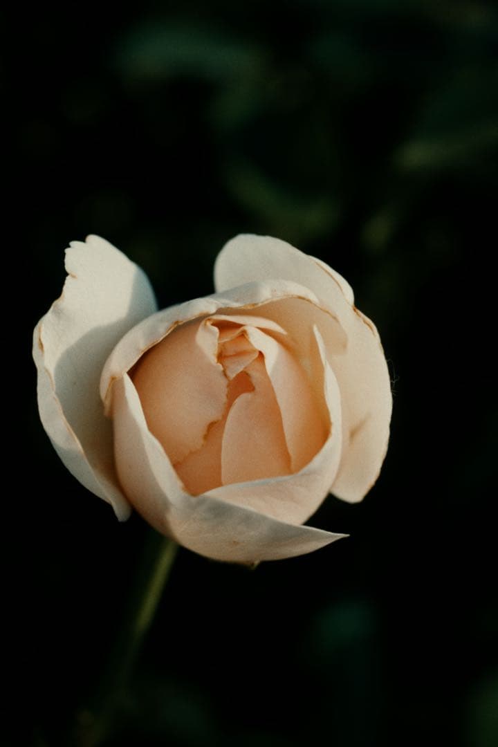 Carl Zeiss Makro-Planar 60mm F2.8 C 作例あり