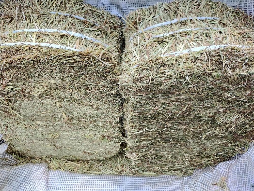 カナダ産 チモシー 100kg スーパープレミアム １番刈り