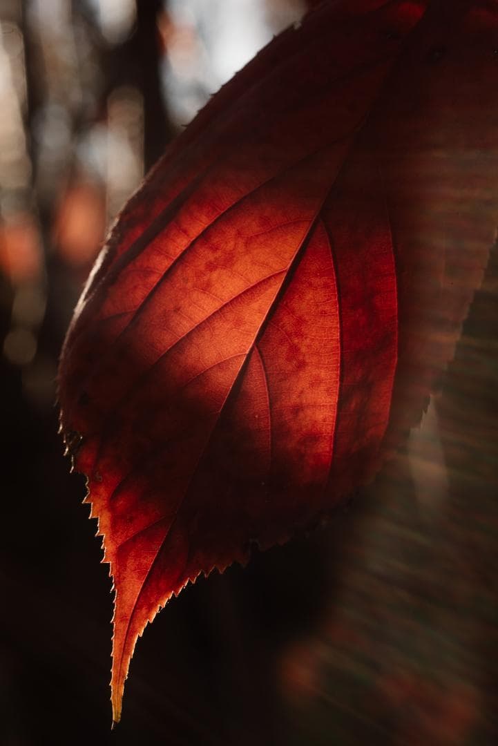 接写大幅UP！Leica Elmar 65mm F3.5 Viso 2nd
